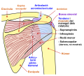 Diagrama de l'articulació de l'espatlla humana, vista posterior