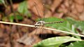 Cratilla lineata from Kadavoor