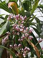 Limonium dendroides