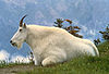 photograph of mountain goat