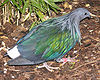 Nicobar Pigeon