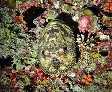 Une cigale de mer savate (Parribacus antarcticus)