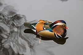 A male in Łazienki Park, Warsaw