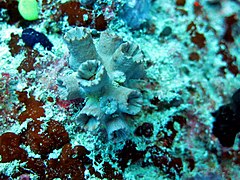 Une colonie de corail rose Cladopsammia gracilis