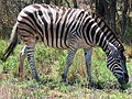 Equus quagga burchellii