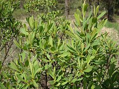 Myrica gale (folhagem).