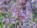 (Nepeta faassenii)