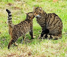 Female and kitten at the British Wildlife Centre