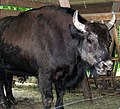 Żubroń, a wisent and cattle hybrid