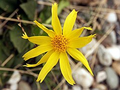 Arnica griscomii (Alaska, États-Unis).