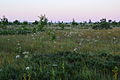 Image 31Avaste Fen, Estonia. Sedges dominate the landscape, woody shrubs and trees are sparse. (from Fen)