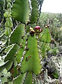 Euphorbia cooperi