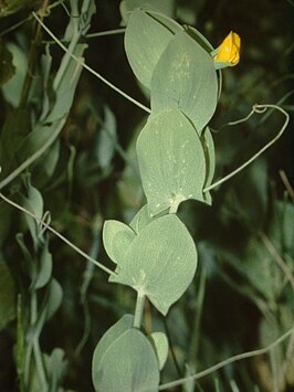 Naakte lathyrus