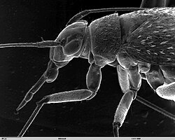 Miridae SEM 3.jpg