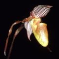 Paphiopedilum glanduliferum