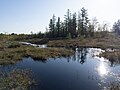 Image 30Tourbière du Lac-à-la-Tortue (fr), ombrotrophic, Quebec, Canada (from Bog)