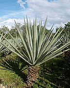 Agave sisalana