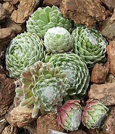 Sempervivum arachnoideum