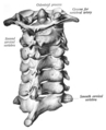 Vertebre cervicale observate din spate