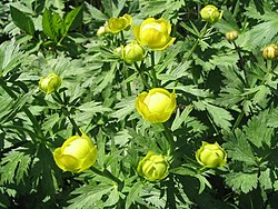 Eiropas saulpurene (Trollius europaeus)