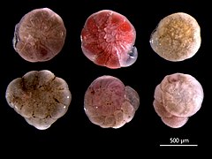 Six foraminifères, d'un diamètre légèrement supérieur à 500 µm.