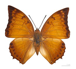 Charaxes distanti