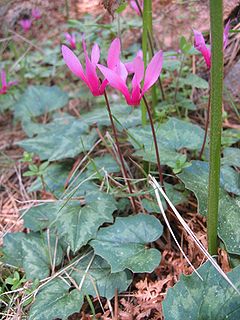 Description de l'image Cyclamen repandum.jpg.