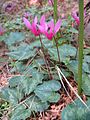 Cyclamen repandum Ciclamino