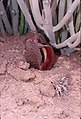 Flor emergente de Hydnora africana numa área desértica dominada por Euphorbia mauritanica perto de Fish River Canyon, no sul da Namíbia, 2000