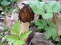 Morchella semilibera