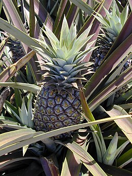 Valgomasis ananasas (Ananas comosus)