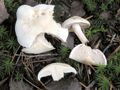 !Tricholoma lascivum!