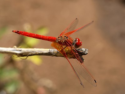 Trithemis kirbyi (ആൺതുമ്പി)