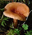 !Lactarius tabidus!