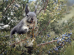 Sciurus aberti mimus som äter enbär