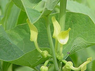 Hjertebladet Slangerod (Aristolochia clematitis).