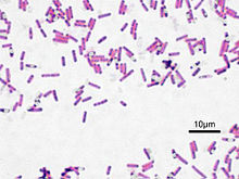 Gram-litaðir Bacillus subtilis gerlar