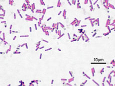 Bacillus subtilis, фарбування за Грамом