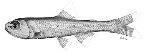 Bolinichthys photothorax