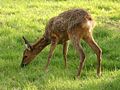 Roe deer