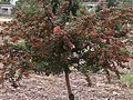 Crataegus monogyna Biancospino