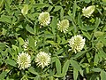 Панонска детелина (Trifolium pannonicum)