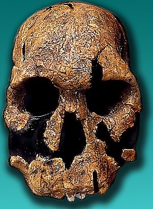 Homo rudolfensis