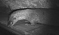 Loutre d'Europe de l'étang de Bouzaire à Guérande, photographiée de nuit