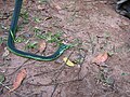 Boomslang jantan