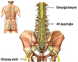 Onurğa beyni: at quyruğu