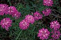 Fleurs d'Iberis-umbellata