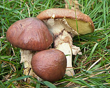 Suillus luteus, le Bolet jaune (laxatif en grandes quantitées)