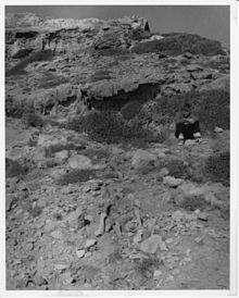 Aetokremnos upon its discovery, 1960, with fossil remains in the foreground