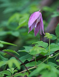 Clematis alpina 'Constance'